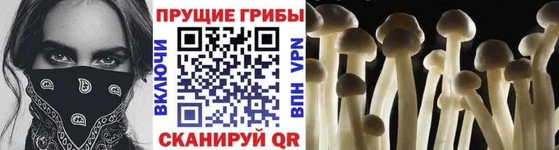 OMG зеркало  Сорск  Галлюциногенные грибы GOLDEN TEACHER 